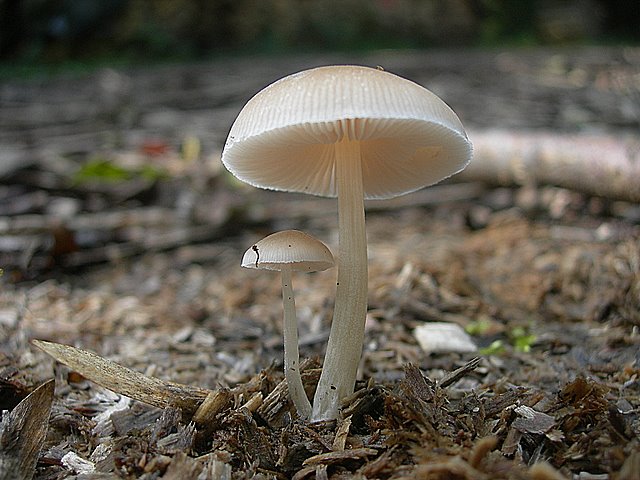 Pluteus  depauperatus     Romagnesi